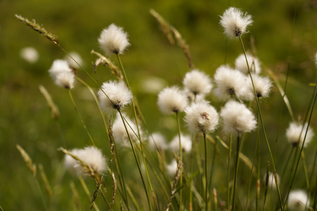 Wollblumen in den Bergen