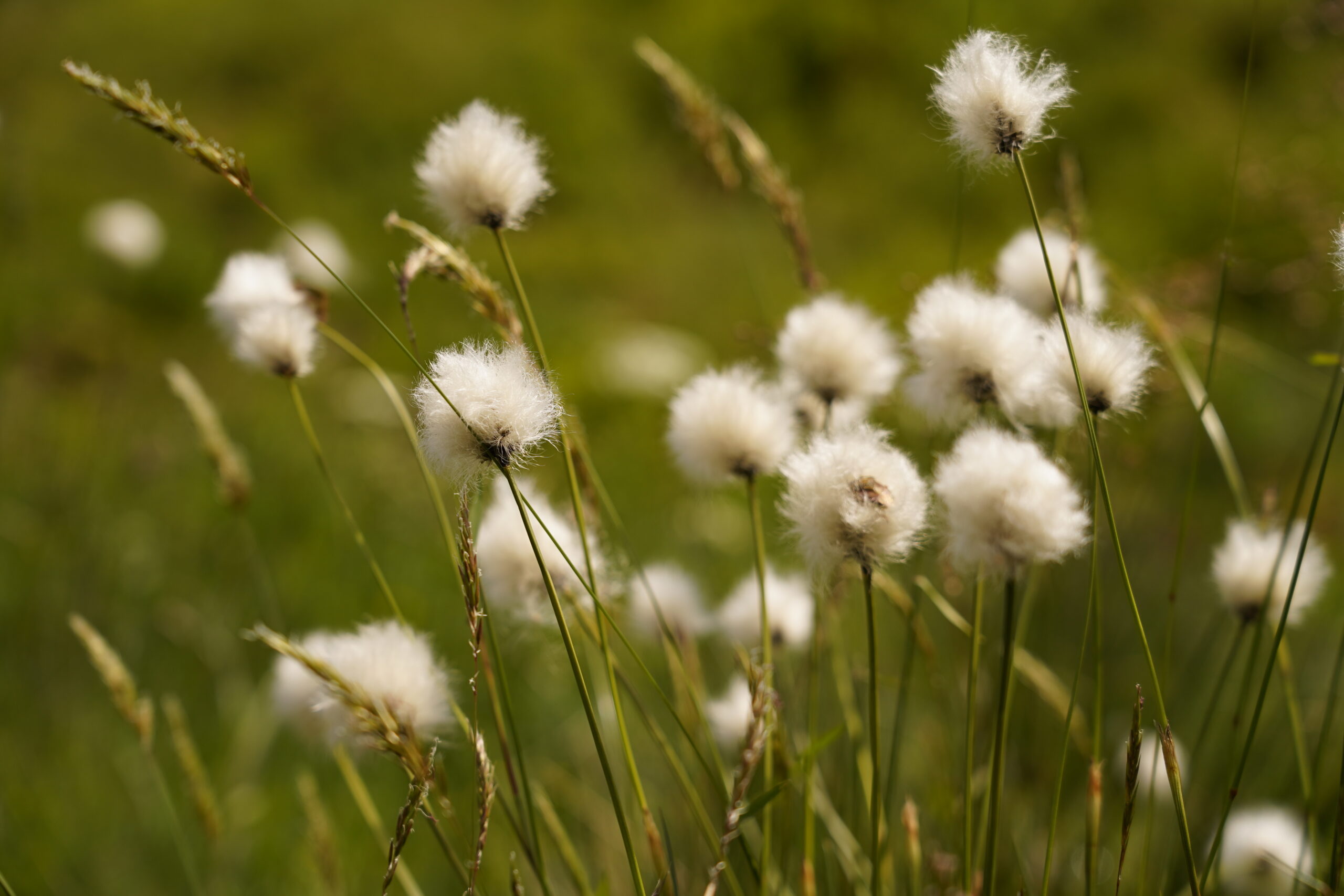 Wollblumen in den Bergen