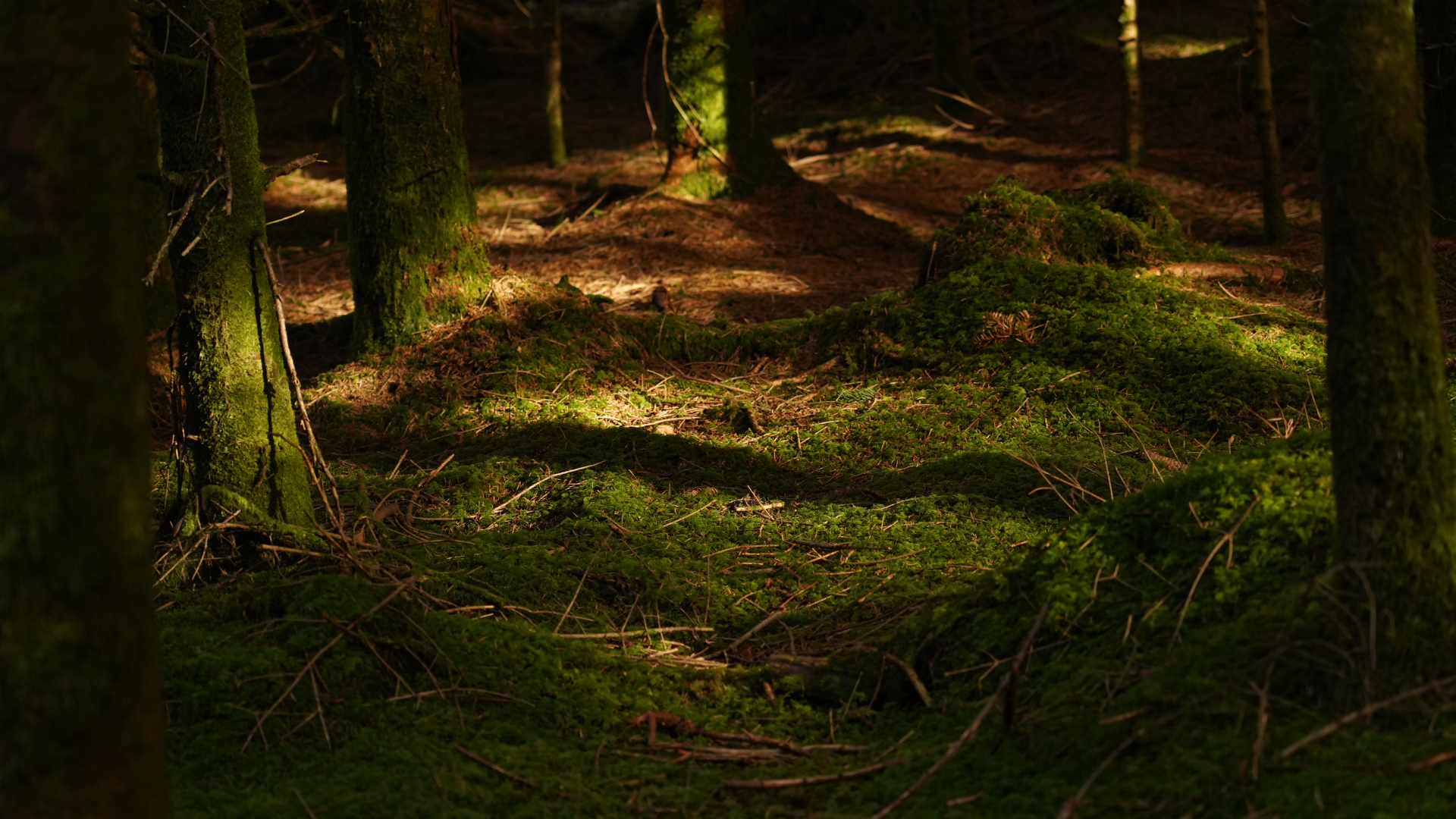 Waldboden der sanft vom Sonnenlicht geküsst wird.