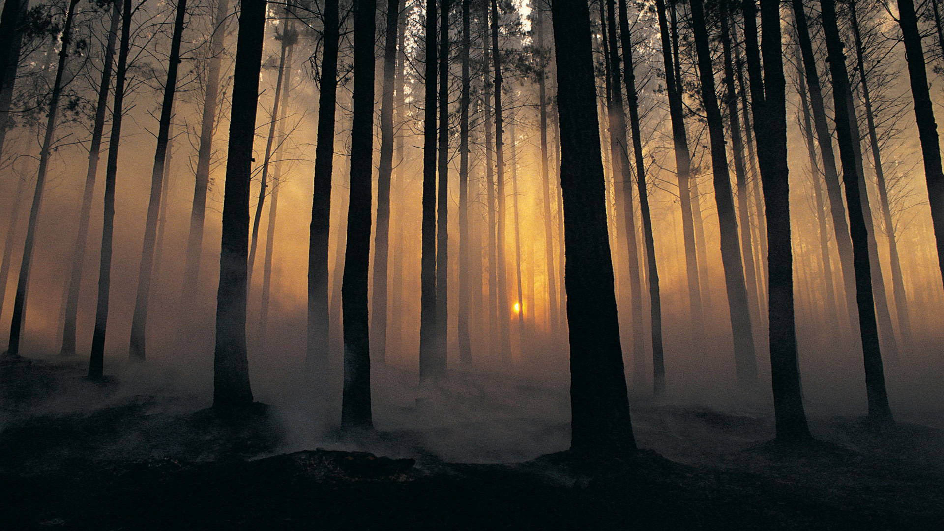 Wald durchdrungen von goldenem Licht und Nebel