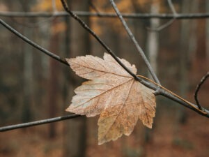 Ein letztes Blatt fällt leise vom Baum