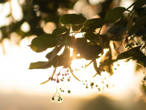 Lindenblüten im goldenen Sonnenlicht