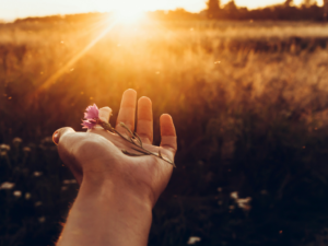 ein offene Hand mit einer Blume darin streckt sich gegen die goldenen Sonnenstrahlen.