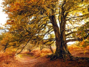 Baum im goldenen Herbstlicht
