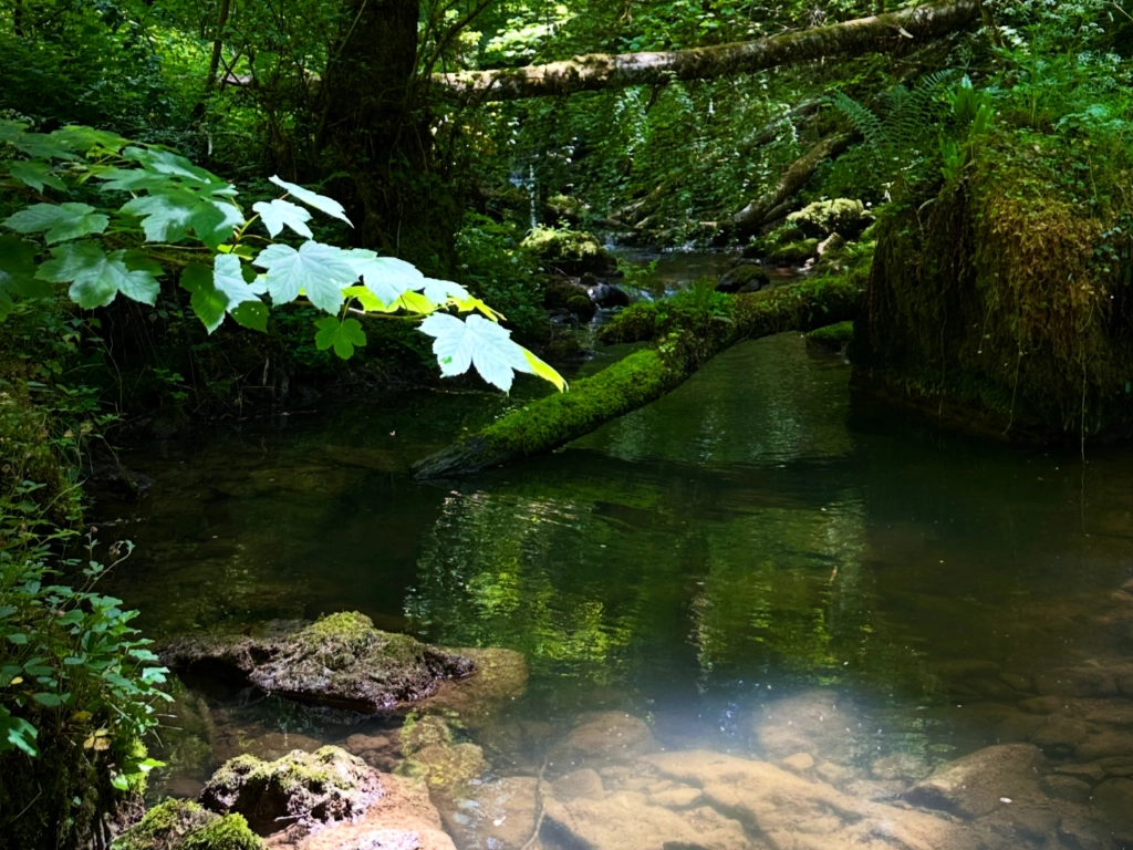 Naturbelassenes Baechlein - wo wandert dein Blick hin? Auf die sonnenverwöhnte hellen Steine oder das moosbewachsene, dunkle Ufer