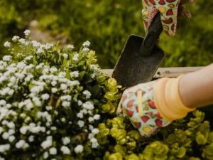Gartenarbeit; im Vordergrund weisse Blumen