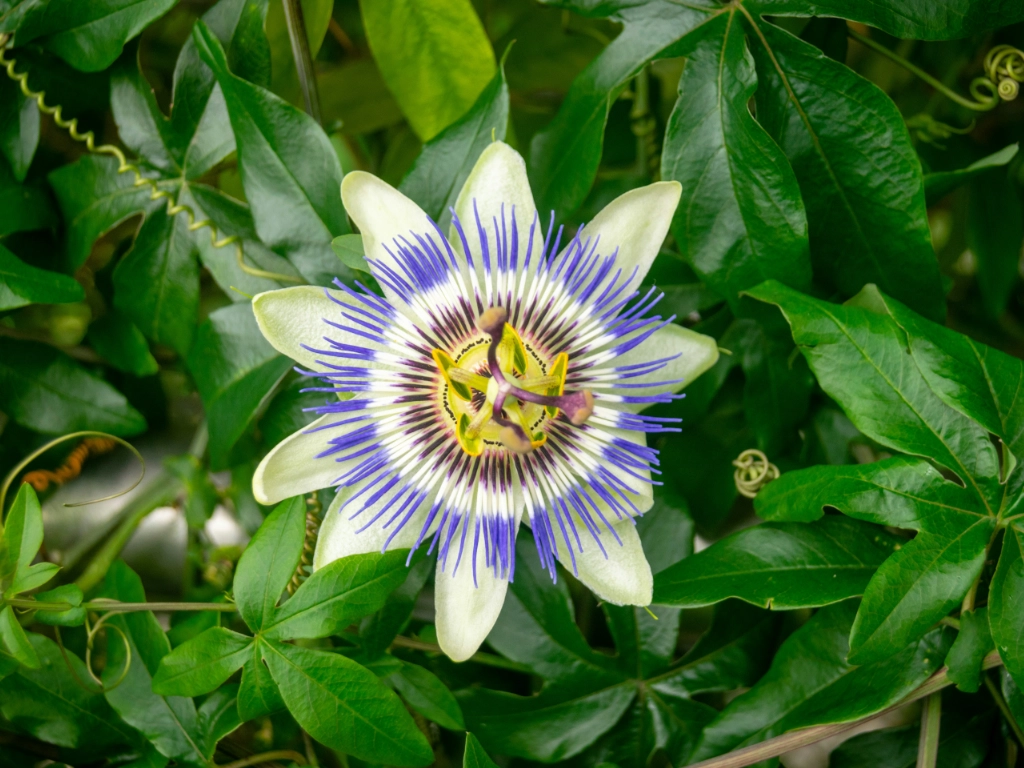 Passionsblume als Symbol für Vorwärtsdrang und Innehalten und in Weisheit zu erblühen.